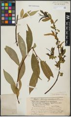 Foto von Salix alba L. x Salix fragilis L.